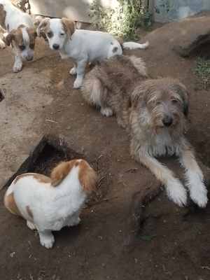 NALA - sucht ihr Für-immer-Zuhause (wartet in Rumänien) Bild 7