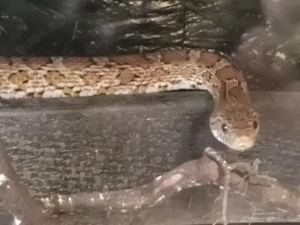 Kornnattern wildfarben abzugeben (3Stck) Bild 2