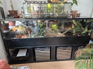 Kornnattern wildfarben abzugeben (3Stck)