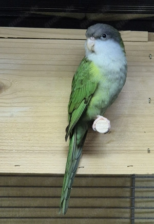 Aymarasittiche, Zuchtpaar