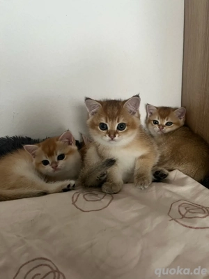 Britisch Kurzhaar Kitten Golden Shaded