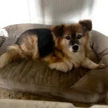 Mika J ca. 40 cm   der Plüschige 