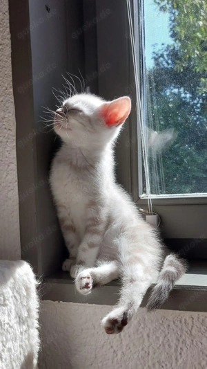 Zwei BKH Kater Seal&Blue Golden Classic Tabby Point nur zusammen