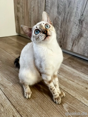 Bengal Kitten seal lynx mit Stammbaum 