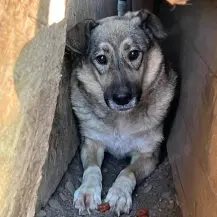 Teddy F ca. 48 cm   der dem Tod entkam