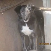 Carlson ca. 50 cm   kennt noch nichts von der Welt