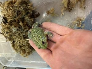 Ochsenfrosch, Pyxicephalus adspersus, last call hamm