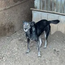 Elsie ca. 50 cm   die schüchterne Schönheit