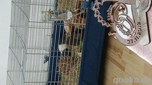  meerschweinchen  weibchen mit käfig und 2 Häusern 