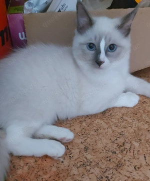 Reinrassige Kitten