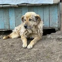 Neville ca. 50 cm   der Tapfere 