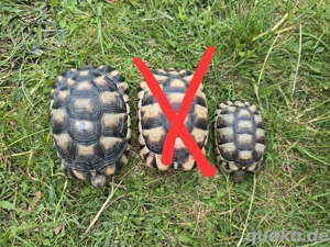 2 Breitrandschildkröte Breitrandschildkröten Landschildkröte 