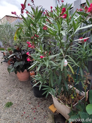 XL Pflanzen für draußen