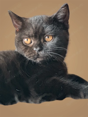 SÜßE BKH KITTEN. Reinrassige. 