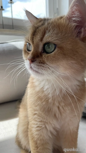 Reinrasdige BKH Deck Kater 