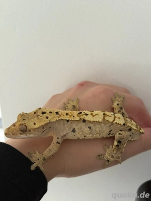 Kronengecko Dalmatiner
