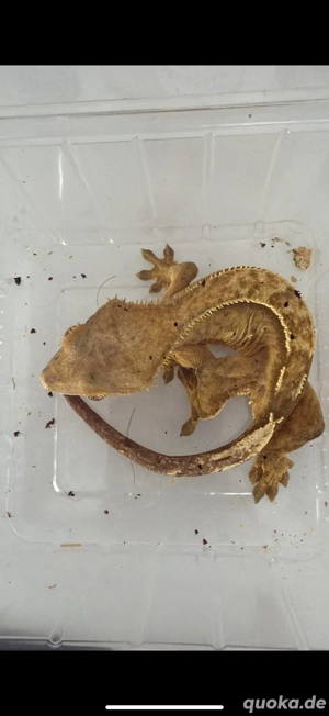 Kronengecko weiblich 