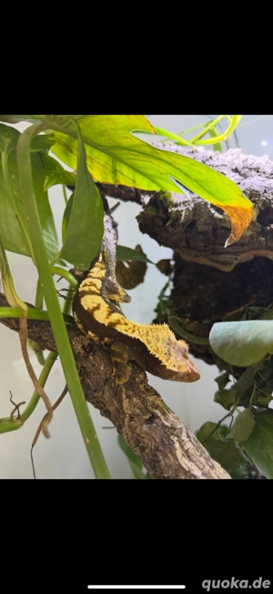 Kronengecko männlich