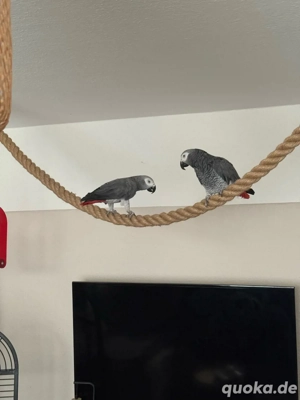 Graupapagei Hahn 22 Jahre alt