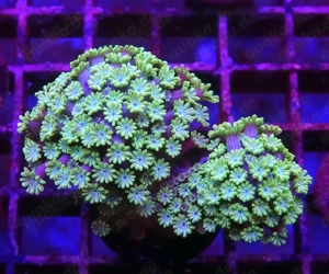 Meerwasser, Koralle, Alveopora grün NUR 9Euro 