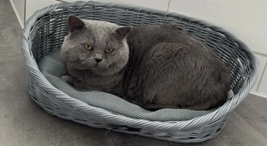 Deckkater Bkh im Blau 