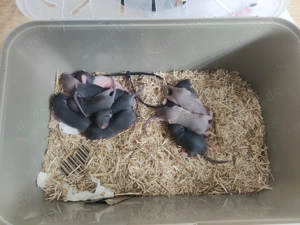 12 Ratten Babys   Jungtiere ab 17.10.