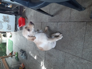 Hundewelpen 16 Wochen alt LABRADOR 