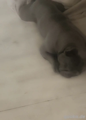 Deckrüde französiche Bulldogge 