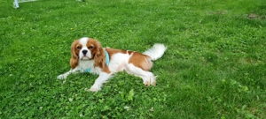 Cavalier king charles spaniel