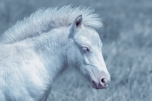 Cremello Stute Shetland Pony Shetty blaue Augen blue eyes eyed