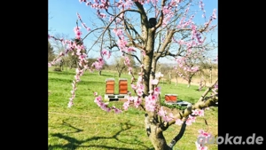 Apfelsaft im 5 Liter Karton