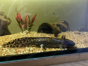 Junge Andersoni Axolotl, Ambystoma Andersoni 