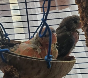 Junge Bourkesitiche, Bourke, Jung, Superzahm, Handzahm, zahm, lieb und leise