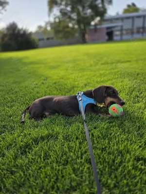 Dachel sucht neue zuhause