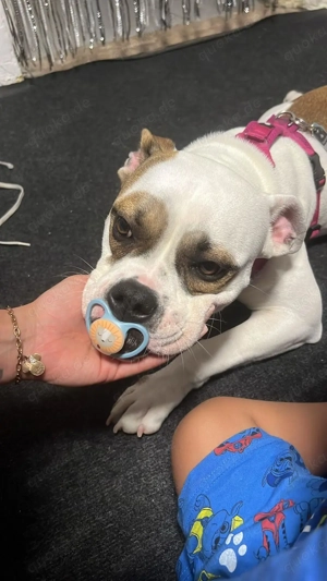 Junge Hündin sehr dringend abzugeben 