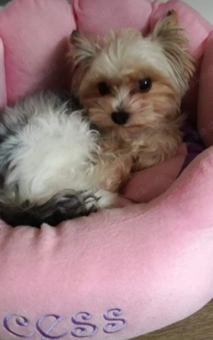 Biewer Yorkshire Deckrüde,  kein Verkauf !!!