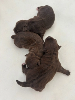  Bolonka Zwetna Welpen 