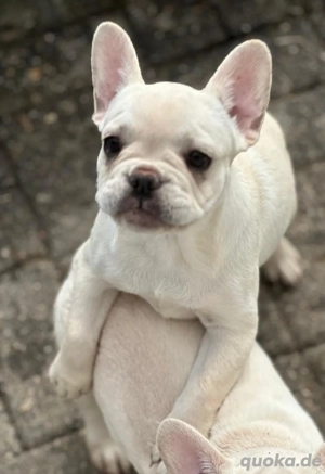 Französische-Bulldoggen Platin-Creme Fluffy