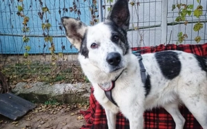 Freundlicher Freitag sucht sein Körbchen