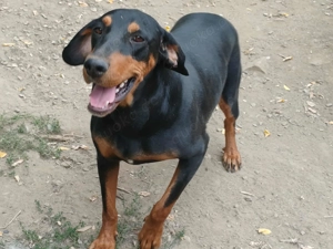 Tara   super freundliches Bracken Mix Mädchen