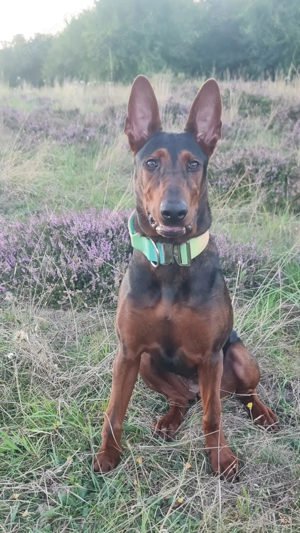 Rarität sucht Bestplatz