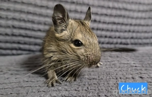 Wurfmeldung    Bild 8