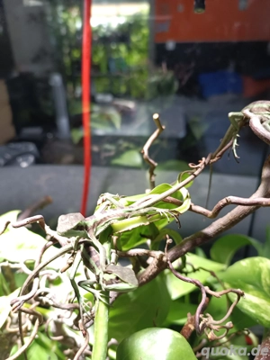 Kronenbasilisken-Nachzucht