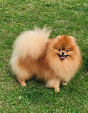 Pomeranian Zwergspitz Rüde Teddybär 