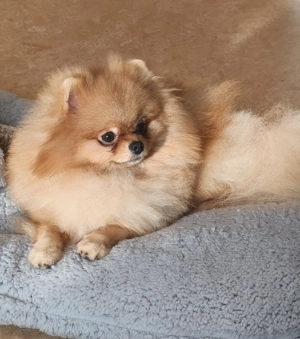 Pomeranian Zwergspitz Rüde Pom Typ 