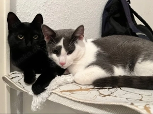DRINGEND 2 Katzen abzugeben 
