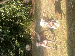 Nackthund  e weiblich. senior (9 10 Jahre),  suchen Zuh. 