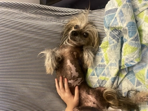 Süße Chinese Crested Nackthund weiblich, 4 kg 9 Jahre