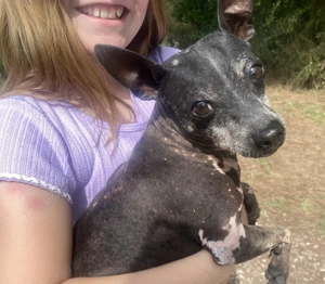 Süße Nackthündin   Nackthund American Hairless Terrier 5 kg 