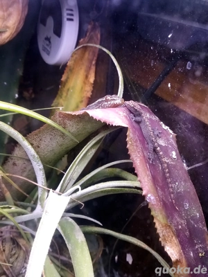 Lepidodactylus lugubris   Jungferngecko  Bild 2